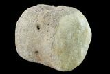 Fossil Whale Caudal Vertebra - Yorktown Formation #137604-3